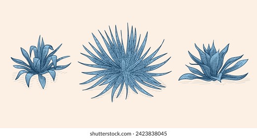 Blue agave color illustration. Tequila plant ingredient vector