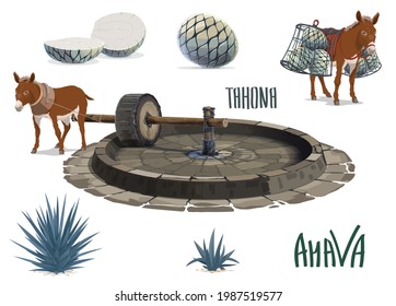 Blue agave growing and aguamiel extraction for tequila. Donkey or mule carrying agave pina heart or pineapple, pulling tahona stone mill wheel. Mexican tequila drink production, agave plantation tool