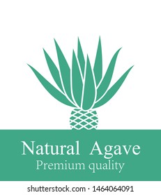Blue agave.  Isolated agave on white background