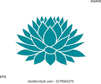 Blue agave.  Isolated agave on white background