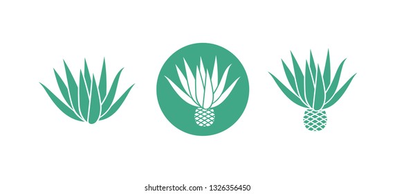 Blue agave logo.  Isolated agave on white background
