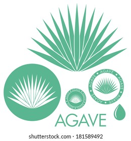 Blue agave logo. Succulent plant vector. Isolated agave on white background
