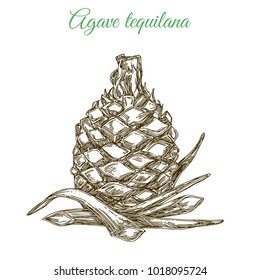 Blue agave. Plant for preparation of tequila. Engraving style. Vector illustration.