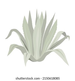 Blue agave plant. Vector flat illustration isolated on white. 