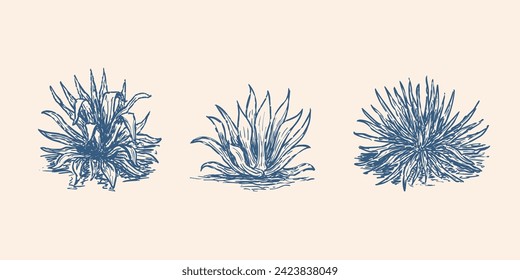 Ilustración de dibujo de agave azul. Vector de ingrediente vegetal de Tequila