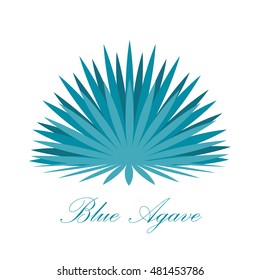Blue agave or or tequila agave plant.