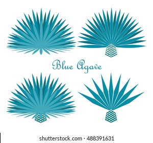 Blue agave or tequila agave plant.