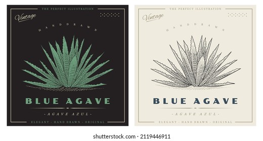 Blue Agave tequila plant sketch illustration