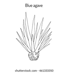 Blue agave (Agave tequilana). Hand drawn botanical vector illustration