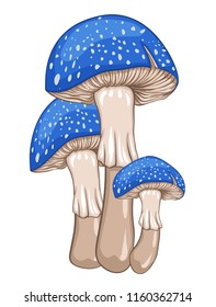 Blue amanita mushrooms. Isolated vector illustration.