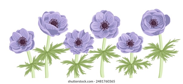 Blaue Anemonen, Windblumen, Vektorgrafik, die Blumen auf weißem Hintergrund zeichnet, handgezeichnete botanische Illustration