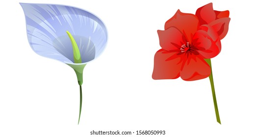 Blue Anthurium Tailflower. Red Amaryllis. Vector illustration. Isolated illustration element. Floral botanical flower. Wild leaf wildflower isolated. Exotic tropical hawaiian jungle.