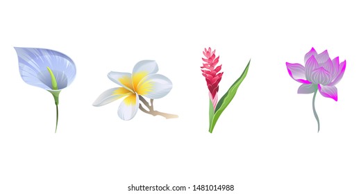 Blue Anthurium Tailflower. White Plumeria. Red and Pink Ginger. Purple Lotus. Vector illustration. Isolated illustration element. Floral botanical flower. Wild leaf wildflower isolated. Exotic.