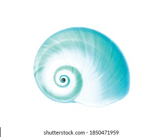 Blue aqua detailed simple sea shell isolated on white