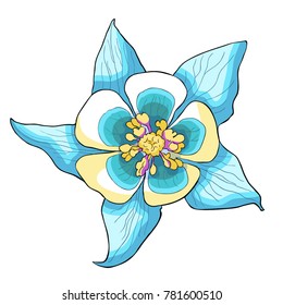 the blue aquilegia flower is blooming  vector illustration