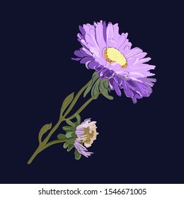 Blue aster on a dark blue background close-up with unblown inflorescence. Botany, flora.
