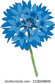 Flor de bachiller azul Centaurea Cyanus Especie Vector de Flora Vegetal aislado