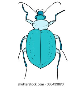 blue beetle isolated on white background.