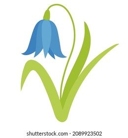 Blue bellflower isolated vector illustration. Delicate spring flower. Bluebell with blossoming petals, botanical flower decoration