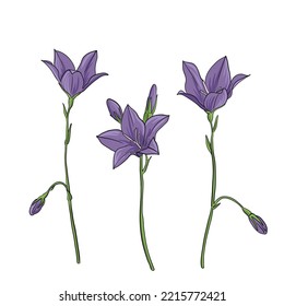 blue bellflowers, field flowers, vector drawing wild plants at white background, flowering meadow , hand drawn botanical illustration
