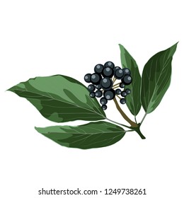 Blue berry realistic branch, hand drawing, isolate on white background.