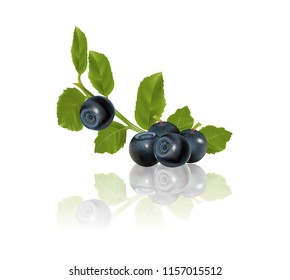 blue berry vector 