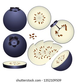 Blue berry vector illustration set. Whole, sliced and halved Blue berrygraphics.