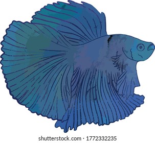 Blue Betta for designing and creating