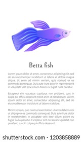 Blue betta fish, siamese fighting fish graphic icon. Freshwater aquarium agressive pet on blank background in cartoon style vector illustration.