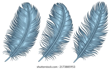 Blue bird feathers. Design set. Editable hand drawn illustration. Vector vintage engraving. 8 EPS