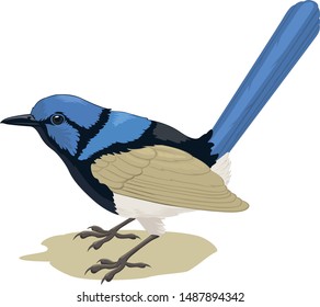  Blue bird,  on white background vector 