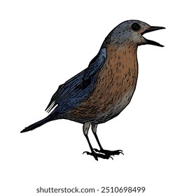 Blue bird vector animal ilustration design isolated template 