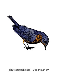 The blue bird vector ilustration design for logo, icon , template, educational 