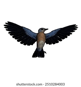 Diseño de ilustración de Vector de pájaro azul Plantilla aislada 