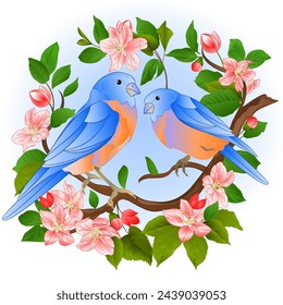 Blue birds  thrush small birds on a apple tree branch with flowers spring background vintage watercolor vector illustration editable hand draw