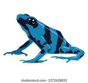 blue and black frog amphibian animal