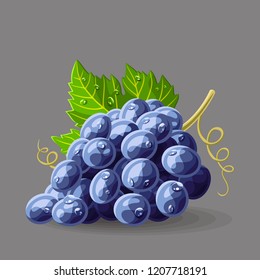 Blue black grape with leaf and drops of water on grey. Vector illustration. No gradients