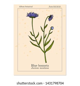 Blue bonnets (Jasione montana), or sheeps bit scabious, iron flower medicinal plant. Hand drawn botanical vector illustration