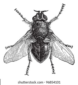 Blue bottle fly or bottlebee (Musca vomitoria) / vintage illustration from Meyers Konversations-Lexikon 1897