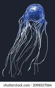 Blue Box Jellyfish Drawing, Poisonous, Box Jellyfish, Art.illustration, Vector