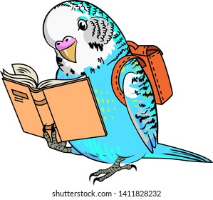 Blue budgerigar with school bag reading a book, vector illustration isolated on white background 