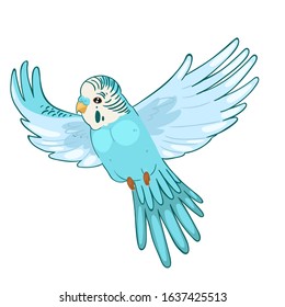 Blue budgie in flight isolated on white background. Vector graphics.