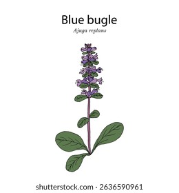 Blue bugle, or Bugleweed, bugleherb, carpetweed (Ajuga reptans), medicinal plant. Hand drawn botanical vector illustration