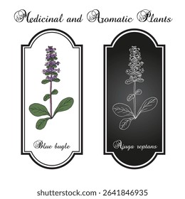 Blue bugle, or Bugleweed, bugleherb, carpetweed (Ajuga reptans), medicinal plant. Hand drawn botanical vector illustration