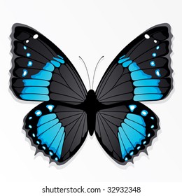 The blue butterfly