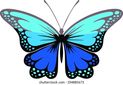 Blue butterfly