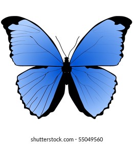 The blue butterfly