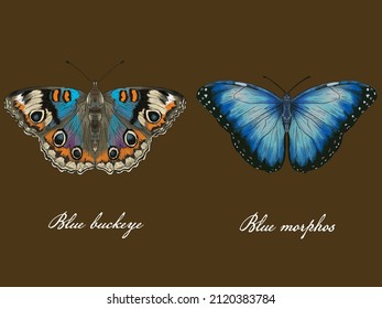 blue butterfly collection painting handraw