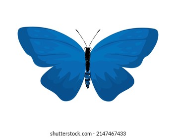 blue butterfly icon isolated vector