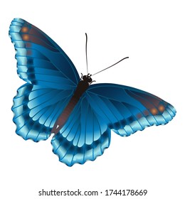 Blue butterfly is isolated on the white background.